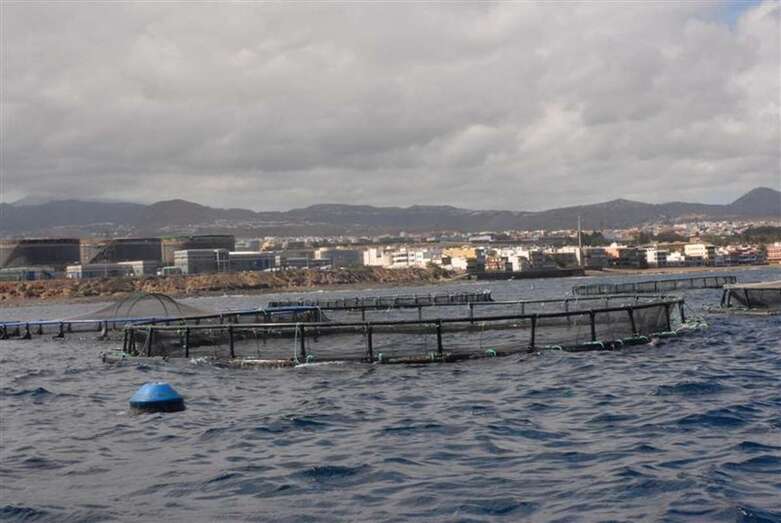 Criadero de lubinas frente a las costas de Telde/TA.